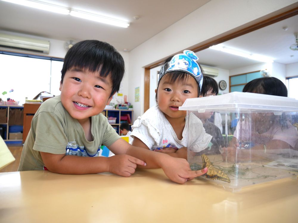 すると・・・ついに!!
今日蝶になりました♡
『キアゲハだから黄色なんだね~』
『可愛い羽だね~!!』
『でも本当は空を飛びたいんじゃないかな?』
みんなで話して夕方にはキアゲハを逃がしてあげる事に・・・
虫を思いやる心が育っていますね♡