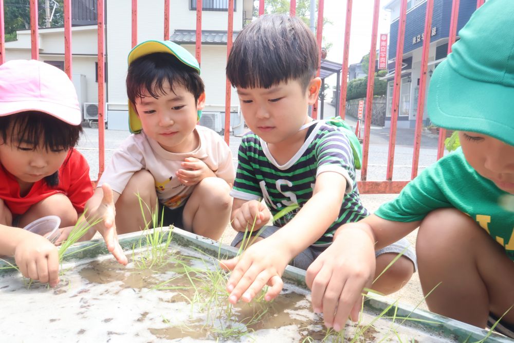田んぼの土の感触を味わいながら
しっかり植えていきます