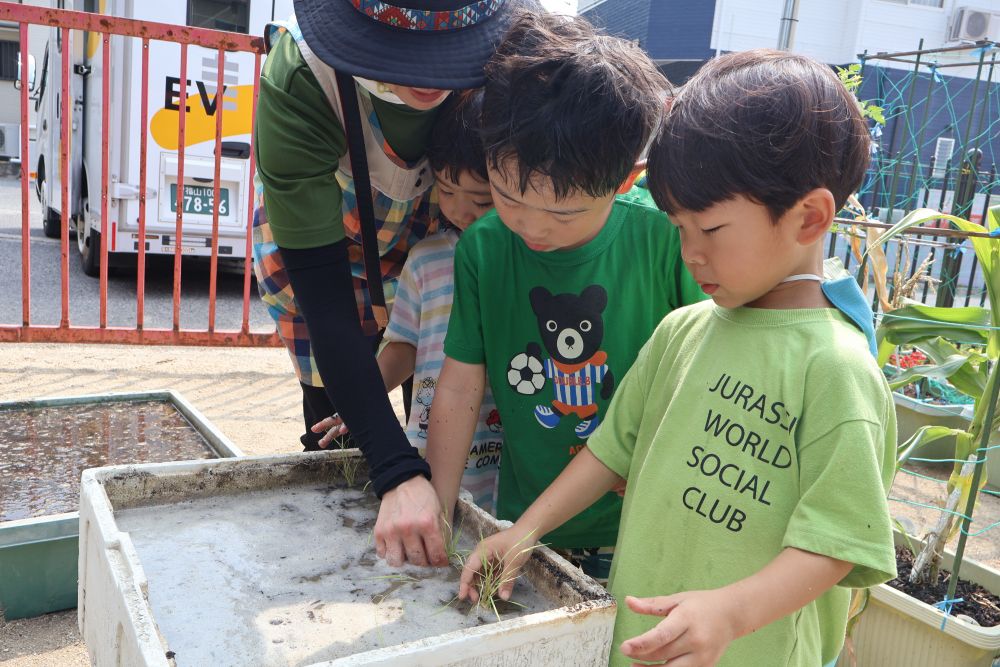 次は自分たちでやってみる
苗の持つ場所、植え方、
田植えの様々なことに疑問をもつ
田んぼの水を触って、そこに田植えをする・・・
初めての感覚に質問が止まりません