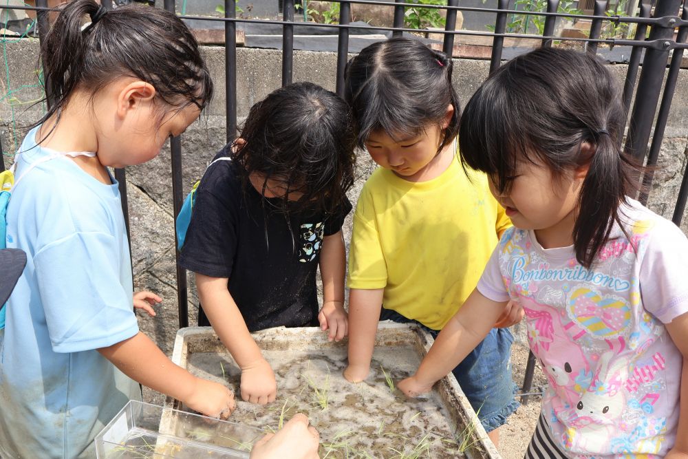 「上手に並べんといけんのん?」
「中に置くの難しい・・・」
「どろどろ!綺麗な水のほうがいいんじゃない?」
疑問に思うことこそが
子どもたちの学びへの一歩 ! !
普段なかなか体験できない田植えの過程を
経験して知ることで
食べ物への感謝の気持ちをもつことができます
おいしいお米ができますように♡