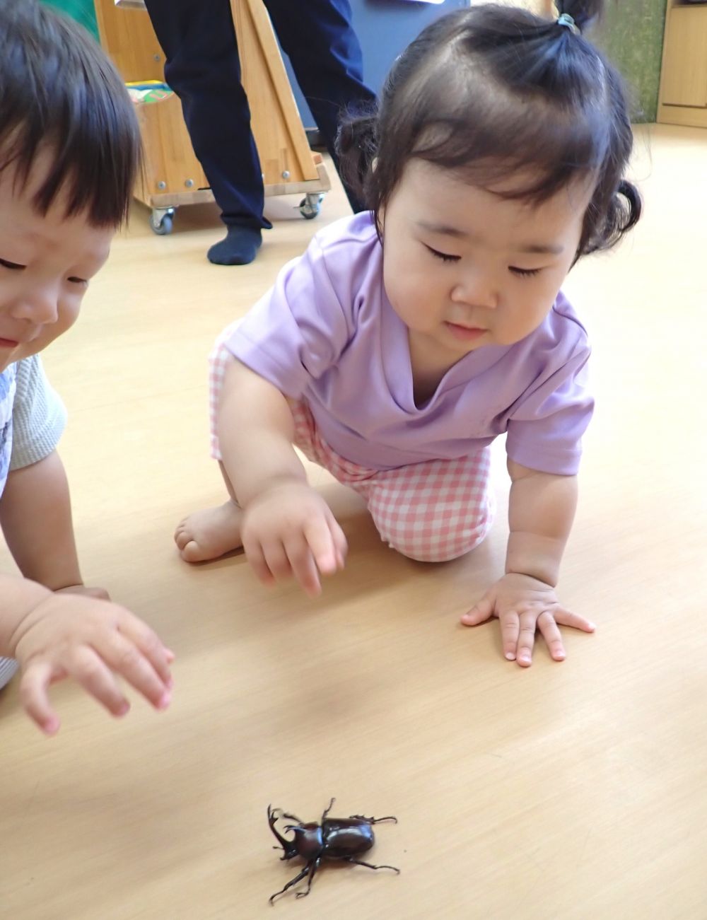 初めて見るカブトムシに、興味津々💕