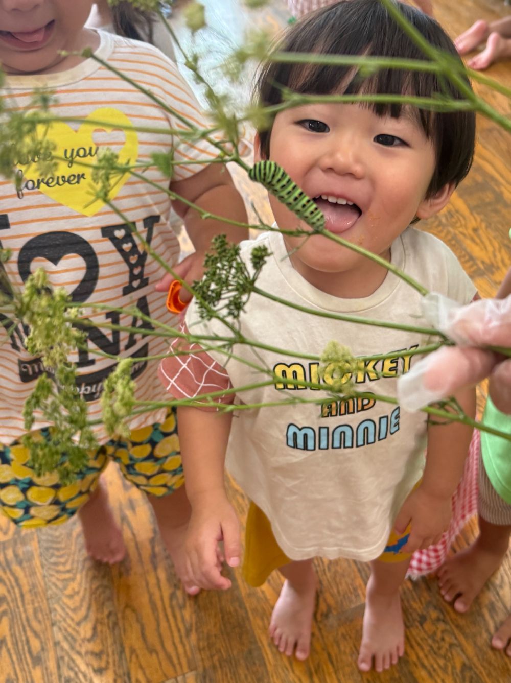 7月の頭に、
キアゲハの幼虫をたくさんもらいました。

観察してみよう🔎
たくさんパセリを食べるので、
みんな餌やりや掃除に大忙し！
