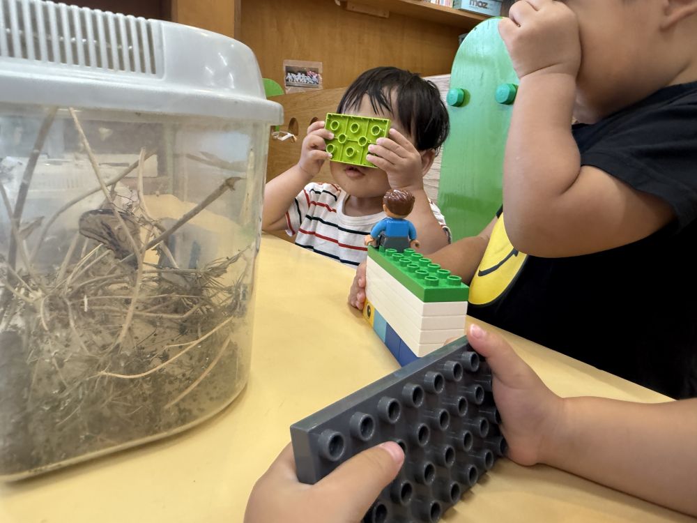 そして、無事全員サナギになり、
先日より、1匹…2匹…と順番に、
アゲハ蝶が誕生し始めました🦋

お部屋で観察をしていると、
ブロックを持ってくるMくん。
何をしてるのかと思ったら…

カメラに見立てて、
誕生した蝶々の写真を撮ってました📸
