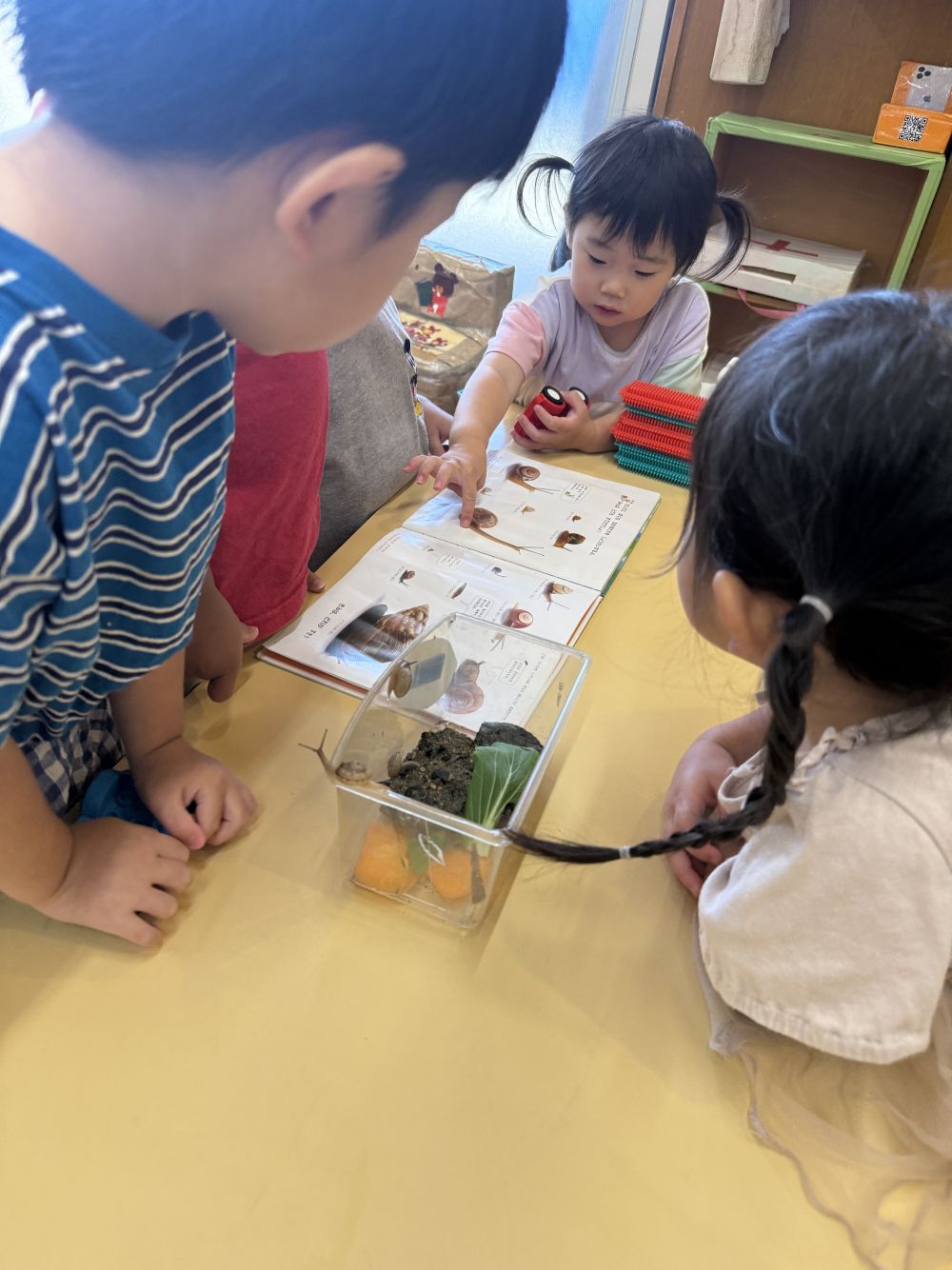最近は、虫に興味のあるクマ組さん。

かたつむりも飼っています🐌
図鑑を持ってきて、
「これかな？」 「ながーいから、これじゃない？」
と、友達同士で会話をしています。

毎日霧吹きや、
餌がなくなると、
「ないよー！」
「きゅうしょくせんせいにもらいにいこう！」
と、お世話を楽しんでいます♡

