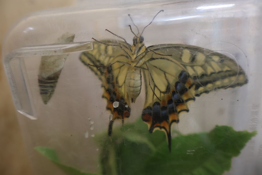 大好きなパセリをモリモリ食べて、幼虫から蛹に、蛹から成虫に🦋