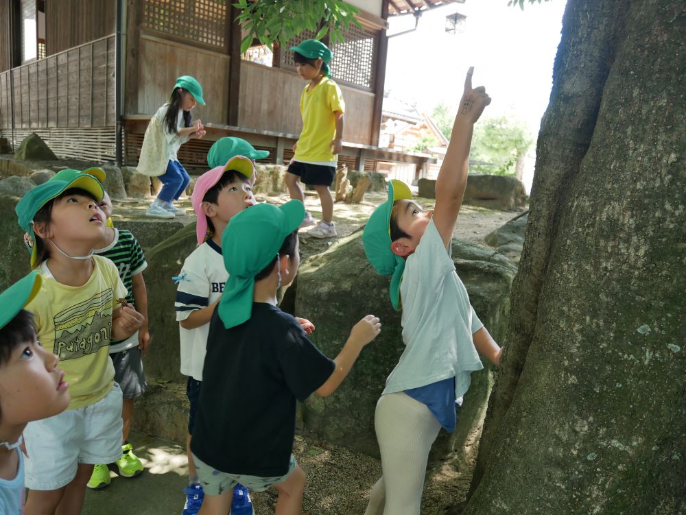 神社までセミとりに出発♪
「おったー！！」　早速見つけたSくん
「どこどこ？」　友達も集まってきます
