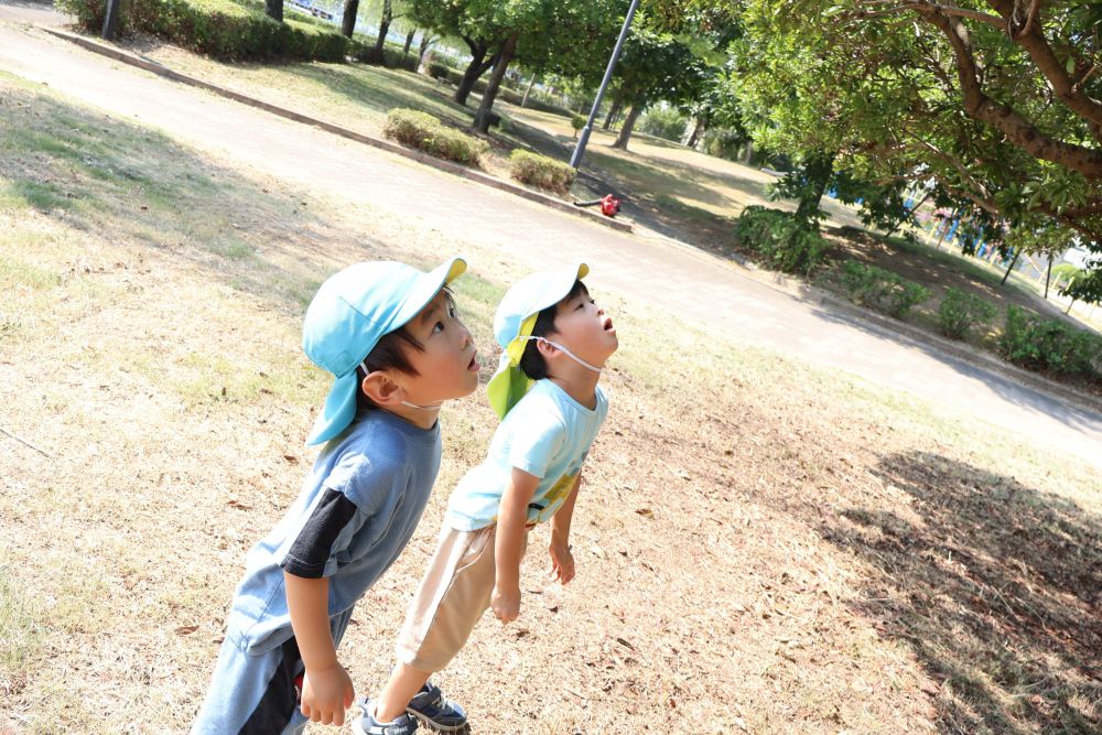 みんなで上を見てセミ探し♪
鳴き声はとてもすごいですが、なかなか姿を見つけられず・・・