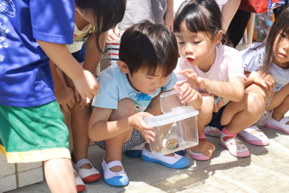 公園でセミ取りをするのは30分程度・・・
園に帰り飼育ケースのセミを見て見ると、さっきまでの元気がありません
「どうする?」子ども達と話をしたところ
「逃がす」が多数
みんなで見守り逃がすと、弱ったふり?だったのか・・
元気に飛んでいきました