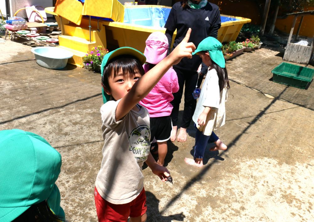「ばいばーい」
「あ！！飛んでった！！」
元気に飛んでいくのを最後まで見守っていました

今回はクマゼミ、アブラゼミ、ニイニイゼミの七匹
まだまだセミ取りは飽きないようです♡