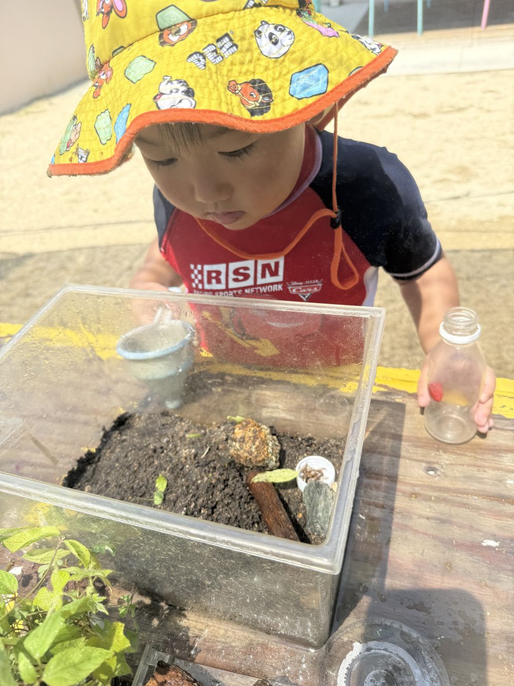 最近、新しく仲間入りしたトカゲさん🦎
名前は、「ちょろちゃん」です。
みんなで考えて名付けたよ！

ちょろちゃんは隠れんぼがだーいすき♡

「ちょろちゃん、どーこだ？」と、Sくんが声をかけます♪
