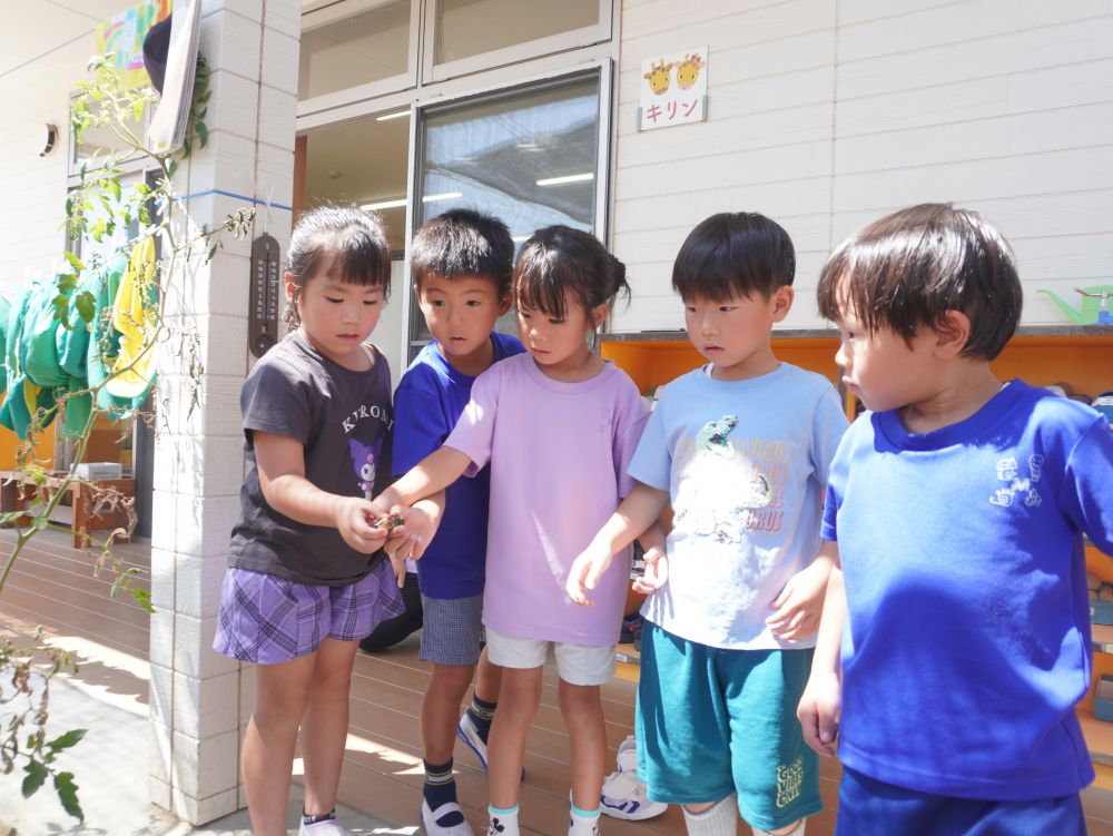 弱っているセミを見てどうしたらいいかをみんなで話し合った結果…
逃がしてあげることになりました
「元気でねー」
「楽しかったよありがとう!」
セミにバイバイしてお別れしました♡