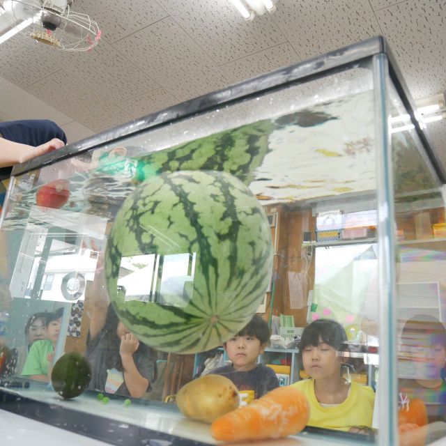 ＊　５歳児　スイカ実験②🍉　＊