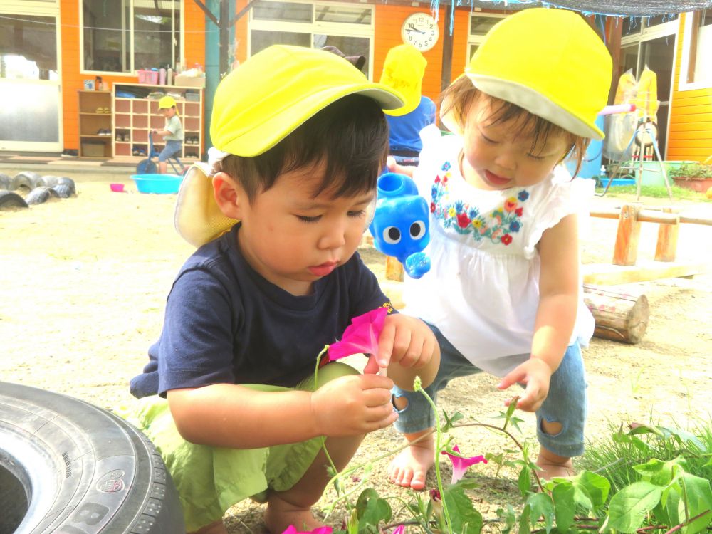 第1園庭にあさがおが咲き始めました!
つぼみができたときから「そろそろかな・・・」と待ちに待っていました♪
鮮やかな色のあさがおで色水を作って遊びました
『どの花にしようかな・・・
よし、これにしょう♪』
一つ一つ色や大きさの違う花
観察して、その子のなりの気に入った花を見つけて摘んでいました