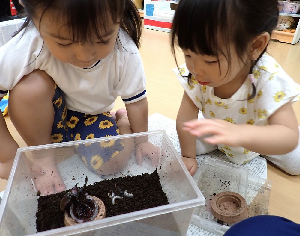 幼虫が生まれました
来年の夏が楽しみです💕