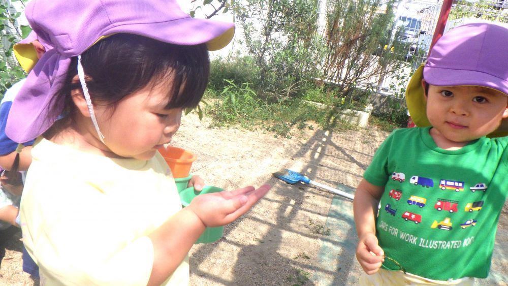 「Z君、種をちょうだい。」
と興味を持って近づいてきたAちゃん
「この植物葉っぱの裏側に緑色小さな種みたいなのがあるんだよ。」と先生が伝えると
優しく見せてくれ、種のプレゼント♡
「ありがとう♡」とAちゃんに言われてとっても嬉しそうに、照れくさそうにするようすが見ていてとても嬉しかったです