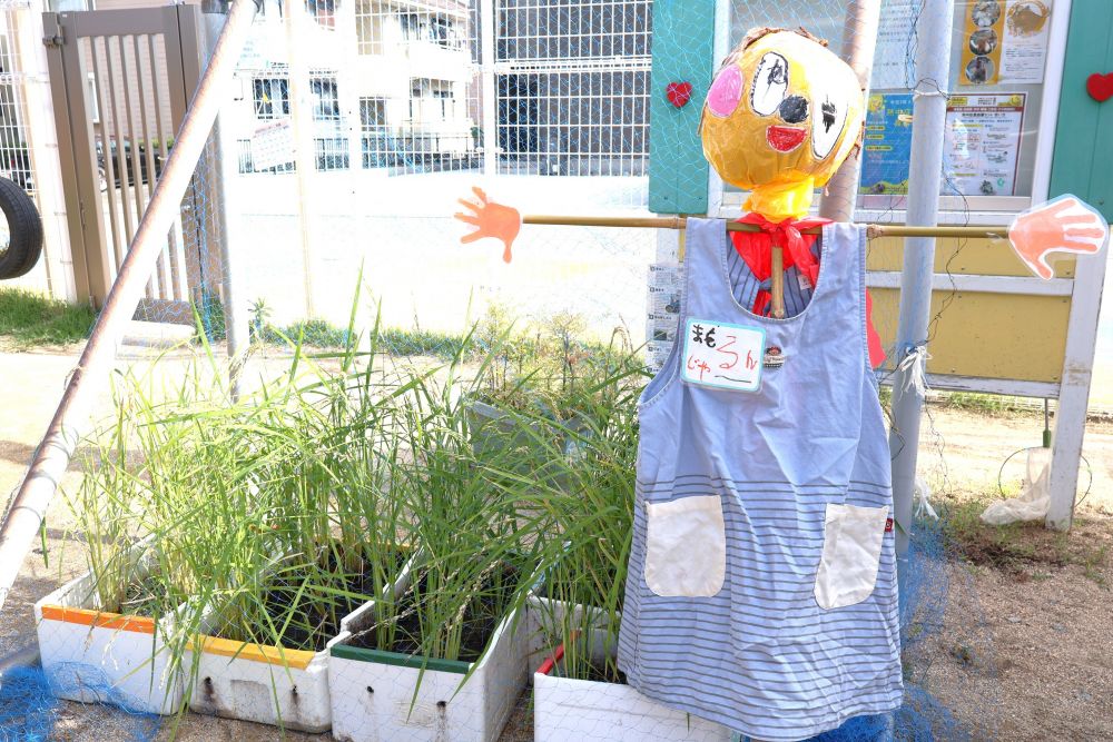 みんなで話し合って決めたかかしの名前
その名も…『まもるんじゃー』
活躍に期待しながらこれからも稲の生長を
観察していきたいと思います!