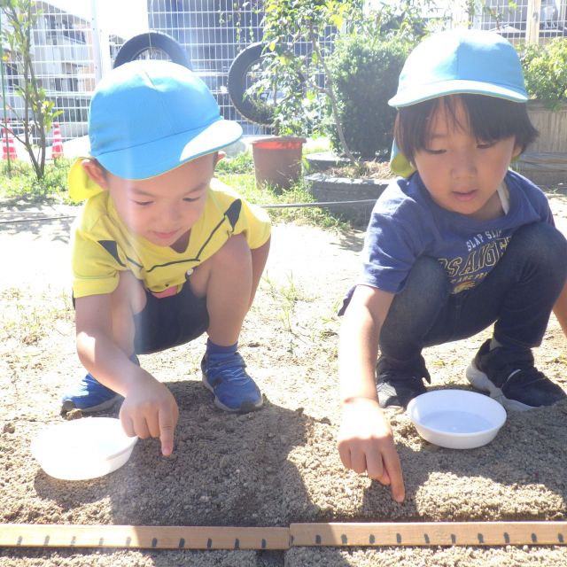 ＊　4歳児　大根の種植え　＊