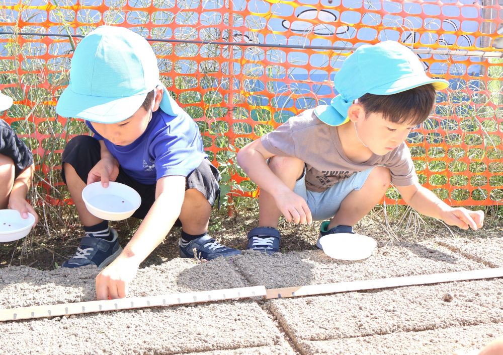 「こんなにちっちゃい!」
「大根は白いのに、種は赤いね~」
大きさや色に興味を持ちながら
指先を使って1粒ずつ丁寧に置いていく♡