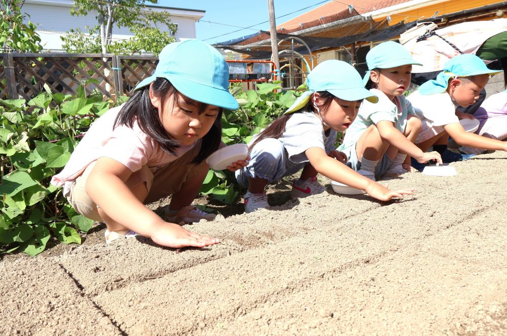 「そーっとかけてあげないとね」
「ふわっとかけるんよね」
小さな大根の粒の上から優しく土をかけるみんな
友達との会話の声もなんだか小声に…
これからの大根の生長を楽しみにしながら
みんなでお世話していこうね♡
