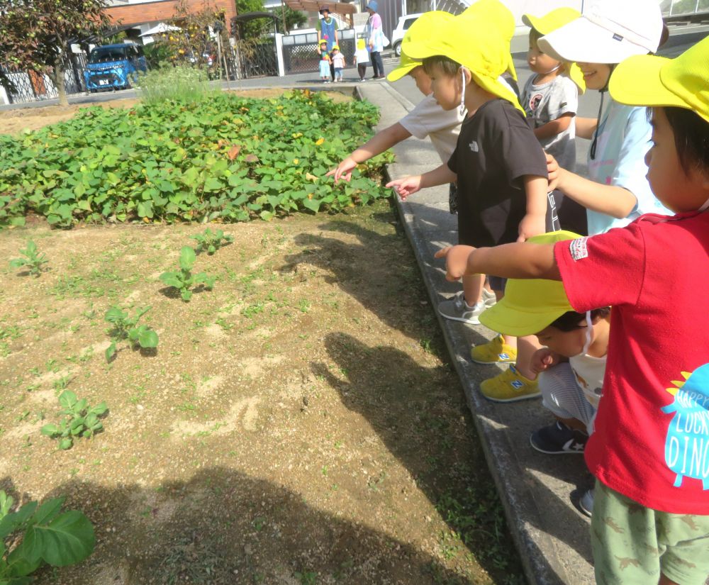 「あっ!てんとう虫」
季節外れのてんとう虫の発見に大興奮
散歩はなかなか前に進みません…
小さな虫の声に気付き耳を澄ましたり
園庭にある植物と同じものを見つけたり
どんなに小さな物にも気が付き知らせてくれるヒヨコ組さん
子ども達のペースで
ゆっくりゆっくり散歩する中で普段気付かないような発見を
私達も一緒に楽しむことができました