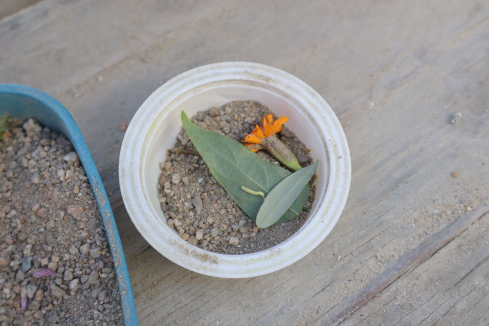 作っていたケーキ
いつの間にかイモムシくんの家になっていました♡