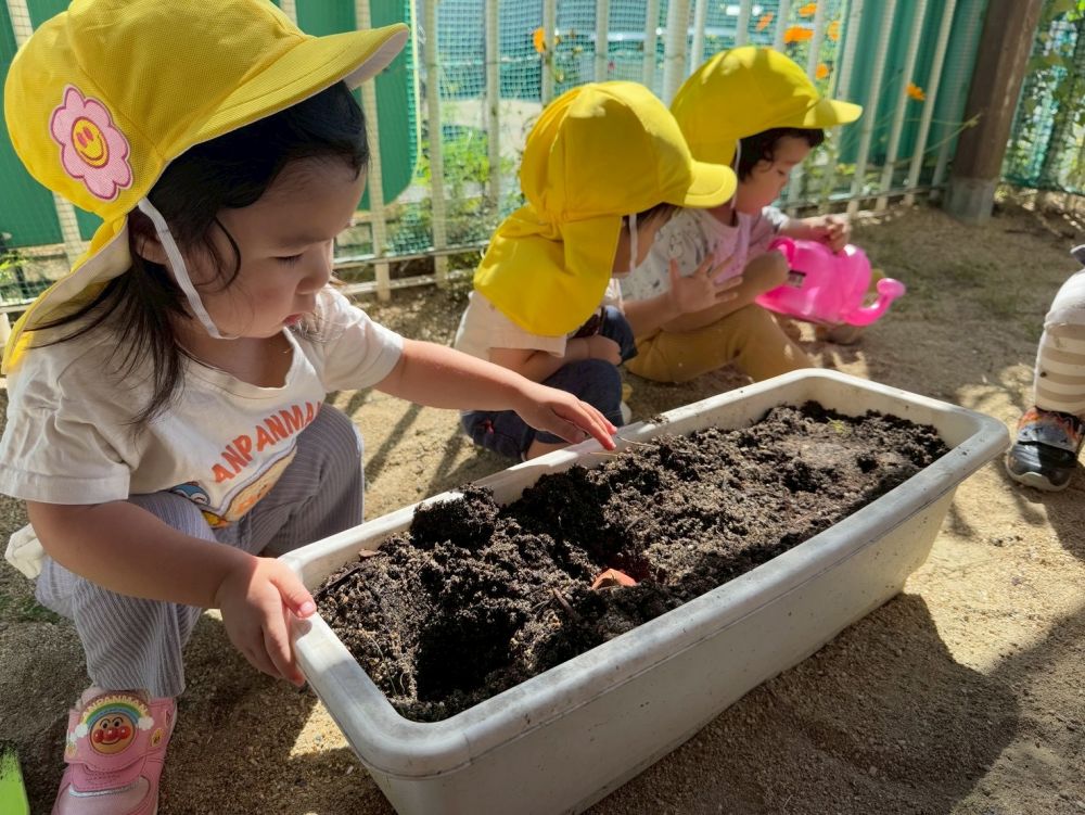 チューリップをうえたよ🌷
球根を渡すとみんな不思議そうに見ていました。
球根に優しく土をかけてあげるRちゃん。
