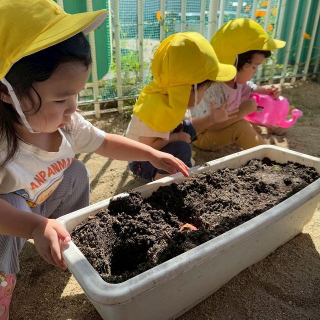 チューリップをうえたよ　～１歳児　ヒヨコ組～