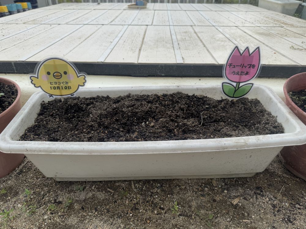 皆で植えたチューリップ🌷
咲くのは春!!
楽しみだね😊
