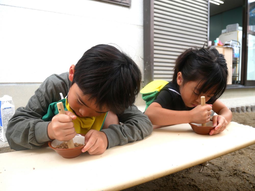そして、種もみから始まり
10月の頭に稲刈りをし
その稲を干していたキリン組さん
すり鉢を使って脱穀に挑戦♪
「ゴマみたいにするんか～」
「めっちゃ固い…」