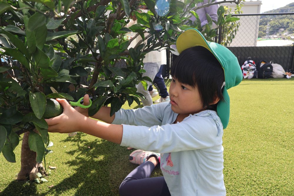 川上公園近くの芝生広場へ
散歩に出かけたキリン組さん

目的はレモンの収穫🍋

「レモンいっぱいあるかな～♪」
「あっ、この道前に通ったことあるよね？」

ゾウ組さんの時に行ったことがある芝生広場！
記憶がよみがえってきます

「あーここ、ここ♡いっぱい転がったとこ！」
広い芝生に大興奮のキリン組さん

まずはレモンの収穫！
「かたい！」
と言いつつも
ビニール袋はあっという間にレモンでいっぱいに♡


