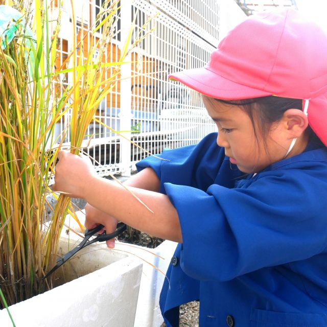＊　3歳児　稲刈り　＊