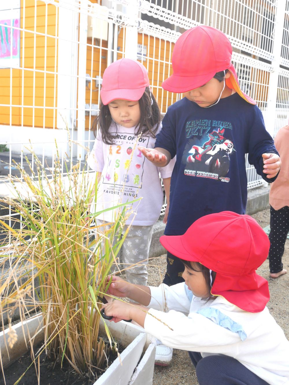 次々収穫したいと興味を示して集まってくる子どもたち
『ハサミで切るん?』
『上手く切れる?大丈夫?』
Kちゃんが収穫する様子を優しく見守るR君とMちゃん