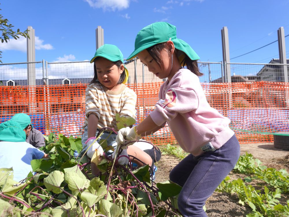 植えて…　育てて…　収穫して…　おいしく食べる♡
そこまでが菜園活動です！
園での活動がみんなの経験の１つになっていく♡



「うーん抜けない！！」
「一緒に引っ張ろう！」
つるが成長しすぎて土が見えない！
大きなかぶのようにつるを引っ張りました♡