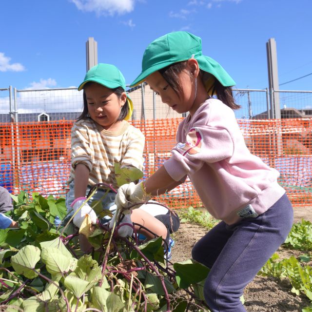 ＊　５歳児　芋掘り①　＊