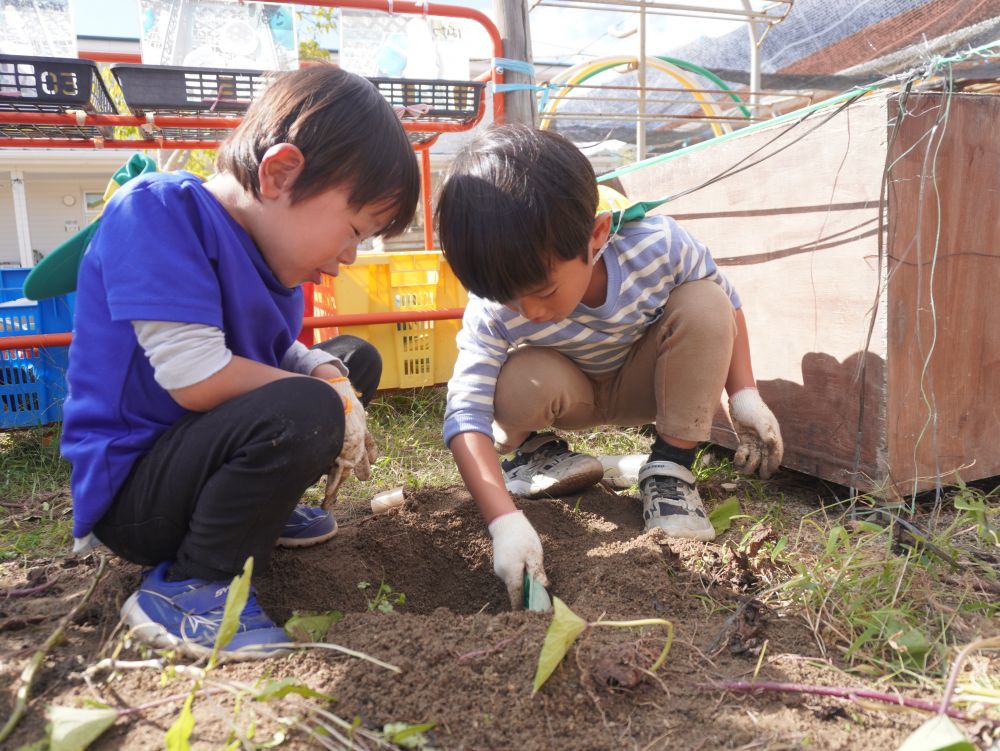 「お芋は土の中に埋まってる！」
「中を掘ってみよう！」
「あったー！！」