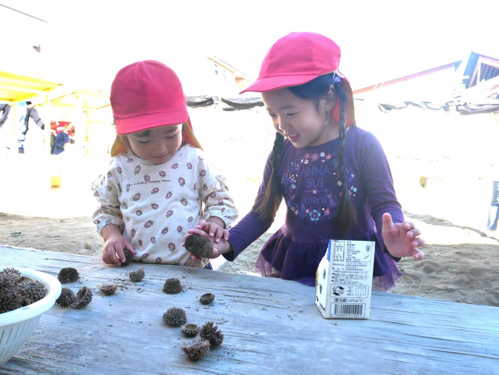 散歩で集めてきた自然物を使って
それぞれの子が好きな遊びを楽しんでいます


どんぐり帽子に興味を示した様子・・・
『まだ帽子かぶったままのどんぐりがあるよ！』
『ホントだ！帽子を脱がせてあげよう』
しかし意外と固くて中々帽子が脱げません
『どうやったら脱げるんかなぁ？』
『ちょっと乾かしてみる？』
2人で考え相談しています