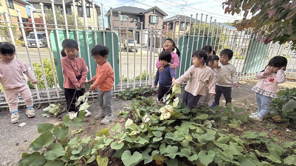 待ちに待ったおいもほり🍠

まだかなまだかな～と、
待ちわびていたクマ組さん😊

長くなったツルをみんなで持って、
｢うんとこしょーどっこいしょ！｣と、
引っ張ります！！
いつも遊びの中で、大きなカブごっこで、
やっていたので、引っ張るのはお任せ✨️