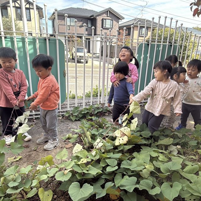 おいもほり　 ～2歳児　 クマ組～
