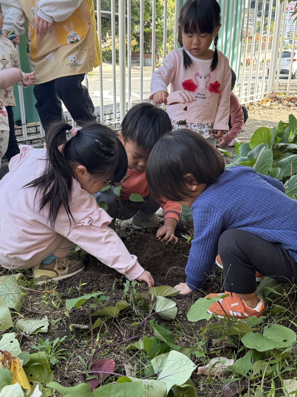 途中で、ぷちっとツルが切れてしまい...
みんなで尻もちついたり…
面白くて大笑いしたり...😆

中々出てこないので、
ほりほりほり⋯無心でほりほり…