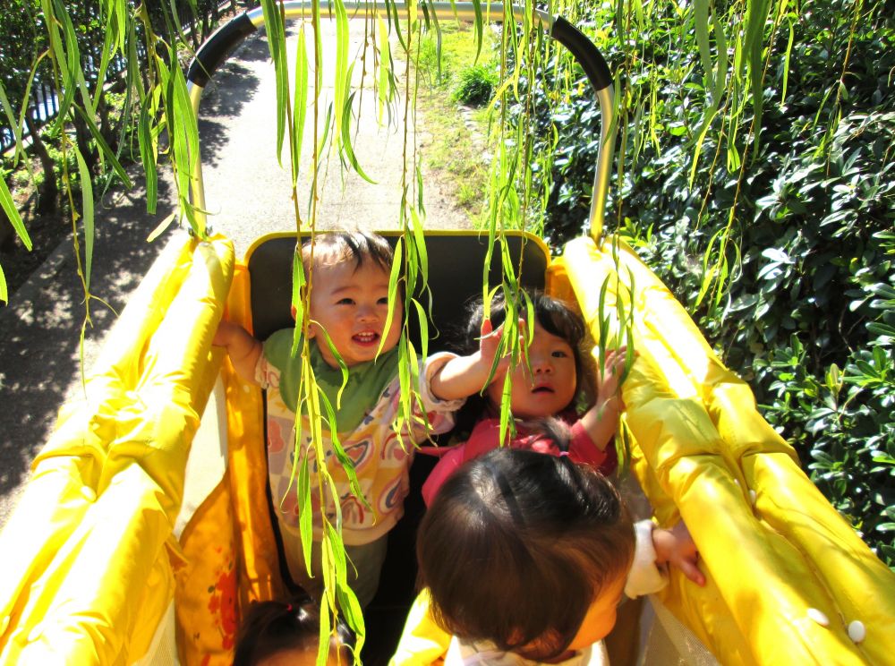秋を探しにヒヨコ組さんと東尾道公園にお散歩に行ってきました！

公園につくと、大きな柳の木が歓迎してくれました
さっそく手を伸ばして触ってみるNくんとMちゃん、引っ張ってフリフリ♡