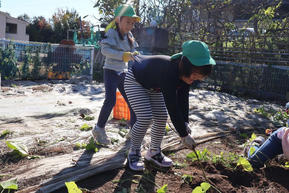 まずは土の上にあるツルを取り除きます

「おりゃーーーー！」
と気合を入れて引っ張る子

友達と協力して引っ張る子
それぞれが思い思いにツルと格闘中していました
