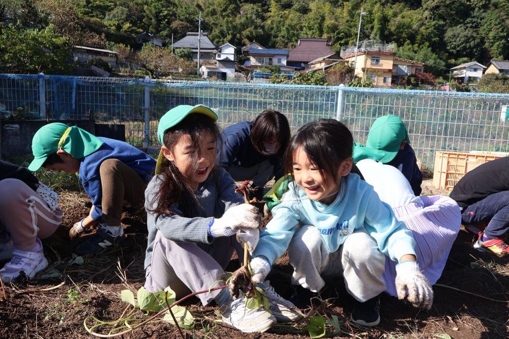 ツルがきれいになくなると
いよいよさつまいもほり開始！

土の中に隠れているさつまいも
頭は見えているのに
なかなか出てこないさつまいも
思った以上に手強い ・ ・ ・

「やったーーー！とれたーー！」
「あれ ・ ・ ・大きいと思ったらちっちゃかった（笑）」
まさかの大きさにびっくりしながらも
思わずクスリと笑い合うHちゃんとIちゃん

「大きいの見つけるぞー！」
と燃え始めました ！ ！
 