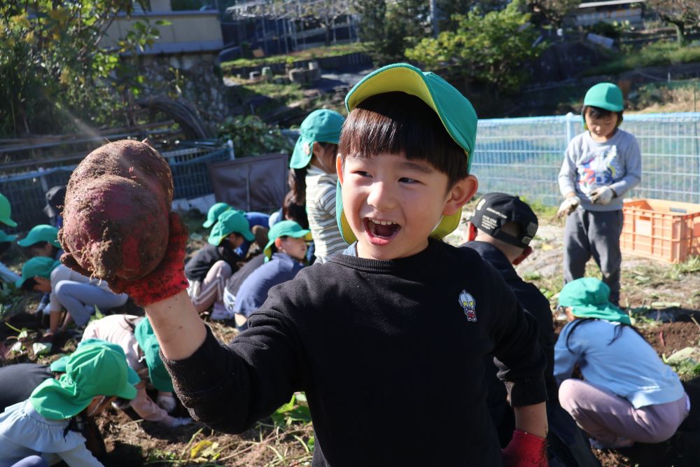「やったー♡大きいの見つけたー！」
手強いはずです！
今年のさつまいもは大きくて豊作♡

次々と大きなさつまいもが出てきて
嬉しくて笑顔が飛び交う子どもたち♡
