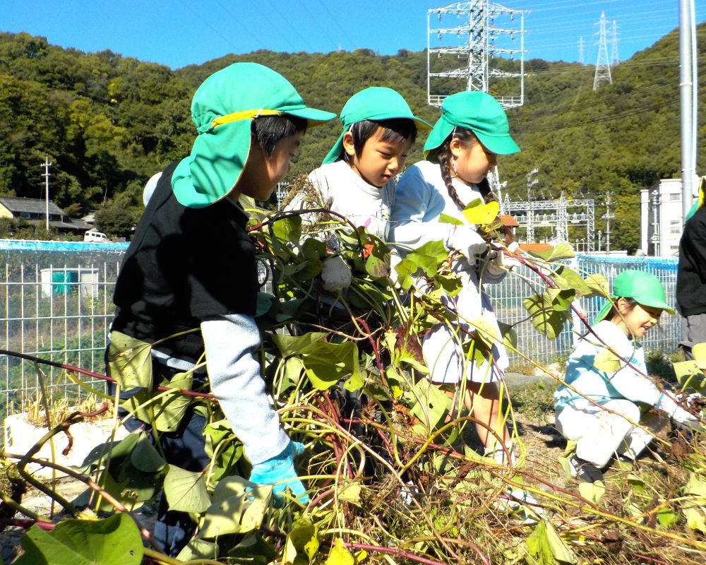 ５月２８日にキリン組さんといきいき畑にさつまいもを植えました。
暑い暑い夏が過ぎていよいよ収穫の日を迎えた１１月６日。
お天気も良く収穫日和☆
土の上にはさつまいものつるが伸びていました。

「いっしょに引っ張ろー！！」

友達と力を合わせて引っ張ります！
つるの下にはさつまいもが隠れています・・・掘れるかな～♪