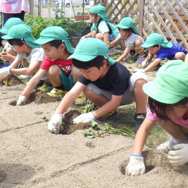 ＊　5歳児　さつまいもおにぎりが出来るまで・・（さつまいも編）　ゆめはうす認定こども園　＊