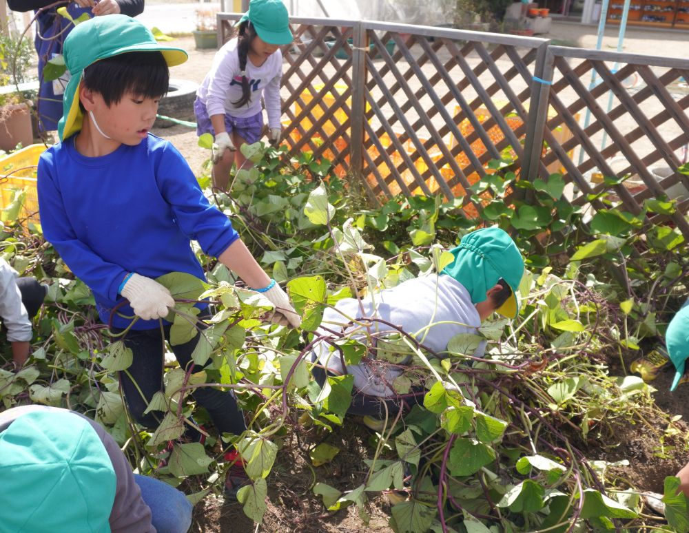 先週、子ども達は芋ほりを楽しみました♪
長くしげったツルを持ち、友達と協力して引っ張って・・・
「ツルだけちぎれる～」
「さつまいもついてないじゃん！」と言いながら・・・
土の中を掘って、さつまいもを収穫しました♡