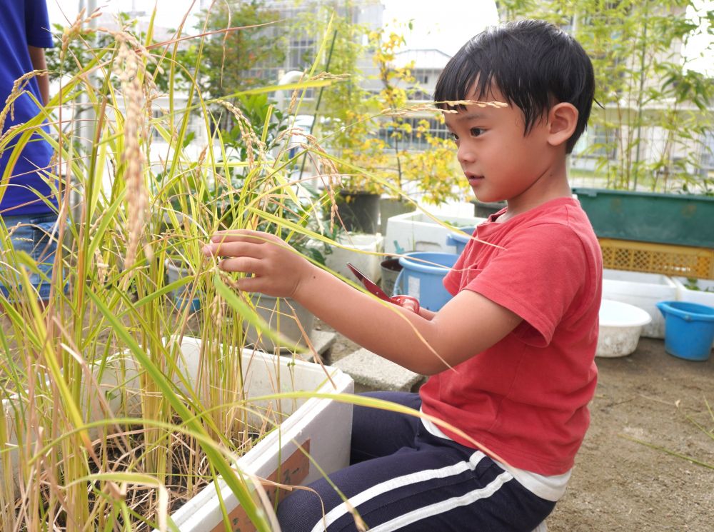 10月に園庭でもう一つ収穫したものがあります。
それは種もみから育て、立派に生長した稲。
今年はあまりスズメに食べられることもなく、無事に収穫の時を迎えました。

みんなでハサミを持ち、ドキドキの稲かり♡

収穫後、束にして干し、乾燥させました。
量は少ないですが、秋の味覚、新米です♡