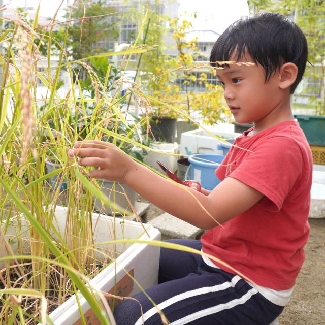 ＊　5歳児　さつまいもおにぎりが出来るまで・・(おこめ編）　ゆめはうす認定こども園　＊