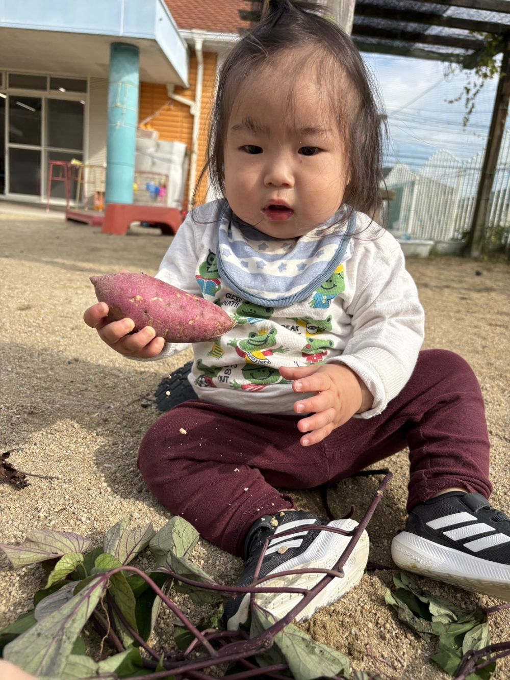 クマ組さんが収穫したさつまいもを見せてくれたよ♪

大きなさつまいもを見つけたRくん✨