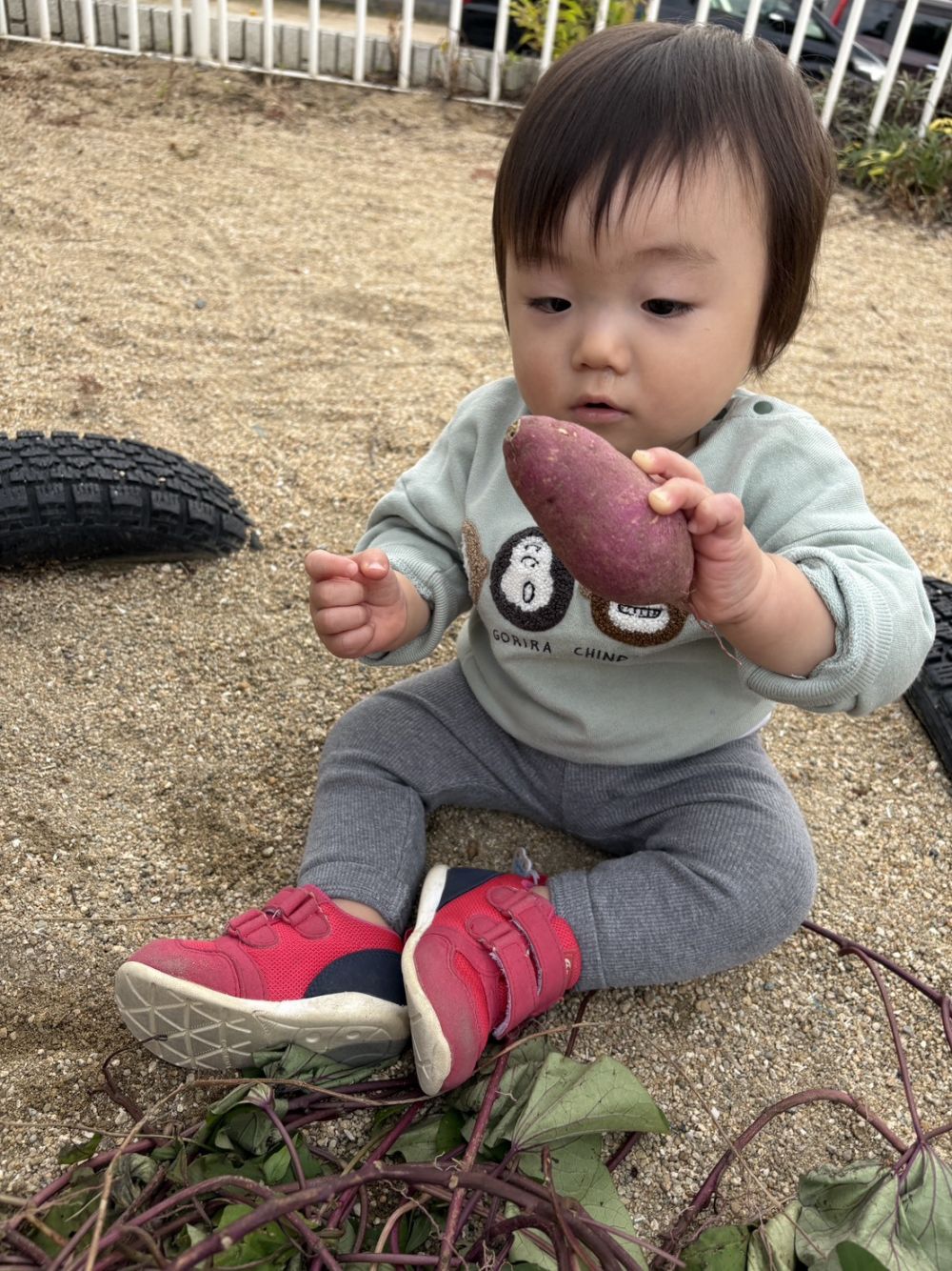 さつまいもを不思議そうな顔で見ていたGくん！
そーっと触っていたね🍠